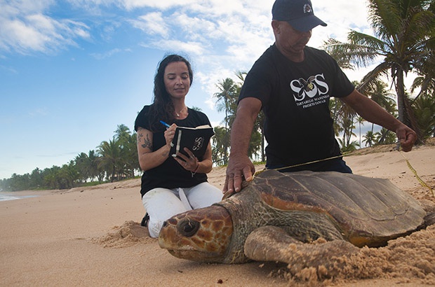 Sistema de Informações sobre Tartarugas Marinhas – SITAMAR