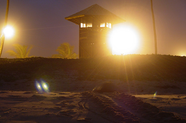 Os Desafios da Poluição Luminosa e os Impactos sobre as Tartarugas Marinhas